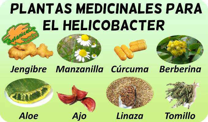 Cura Natural Definitiva Para Eliminar La Helicobacter Pylori