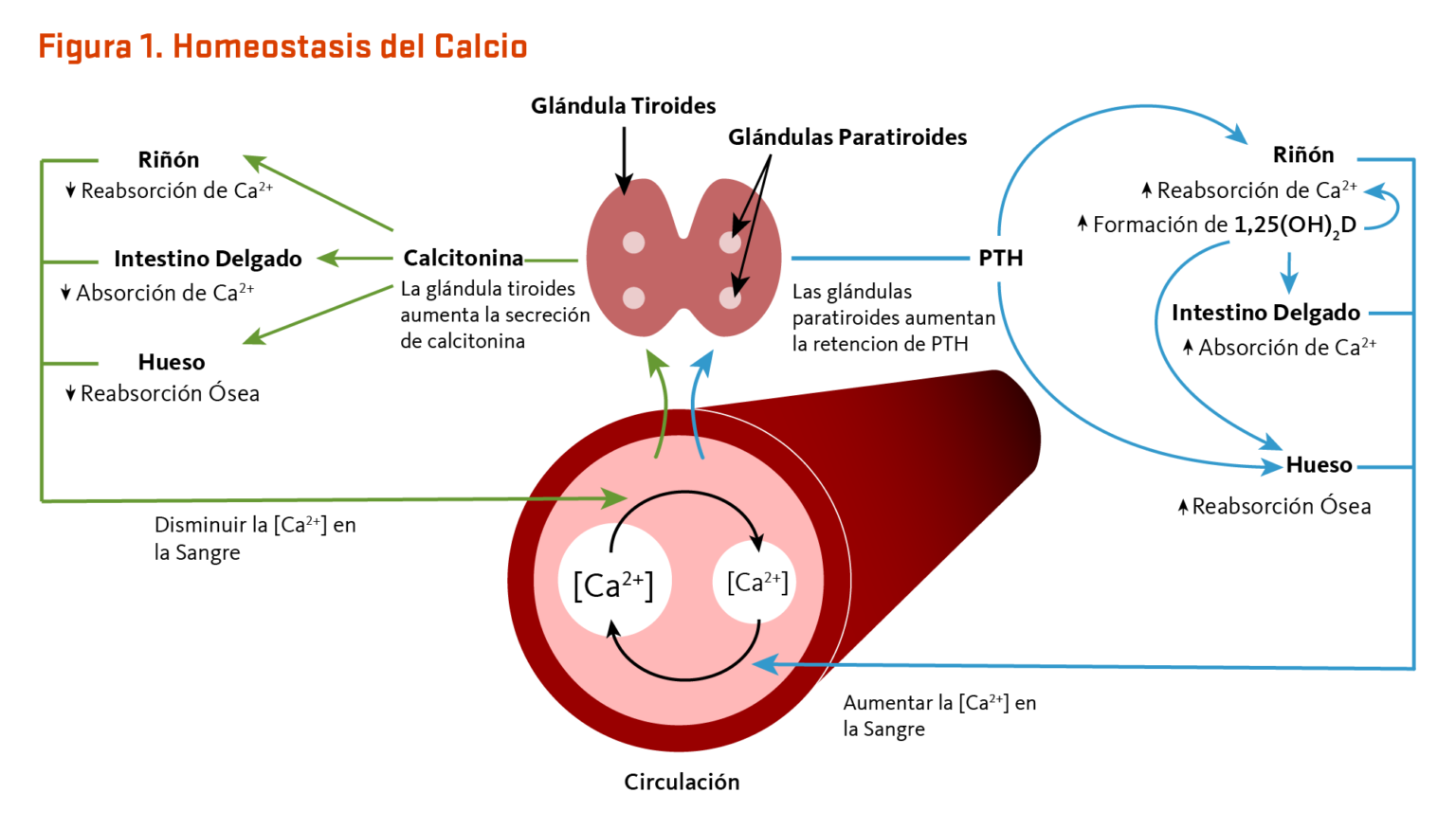 Mecanismo De Acci N Del Carbonato De Calcio Como Anti Cido