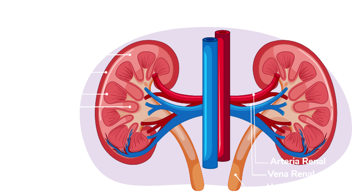 Aumenta Tus Niveles De Potasio En Sangre Con Estos Simples Consejos 7764