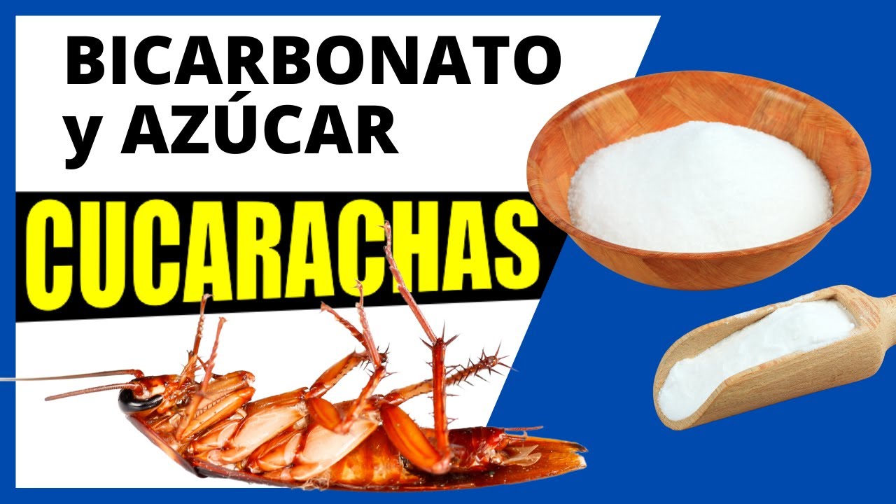 Elimina Cucarachas Con Bicarbonato De Sodio Y Azúcar: Una Solución ...