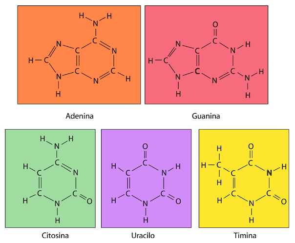 Los bloques de construcción del ADN Adenina Guanina Citosina y Timina