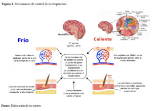 Relaci N Entre La Temperatura Y El Metabolismo C Mo Afecta El Calor Al Cuerpo