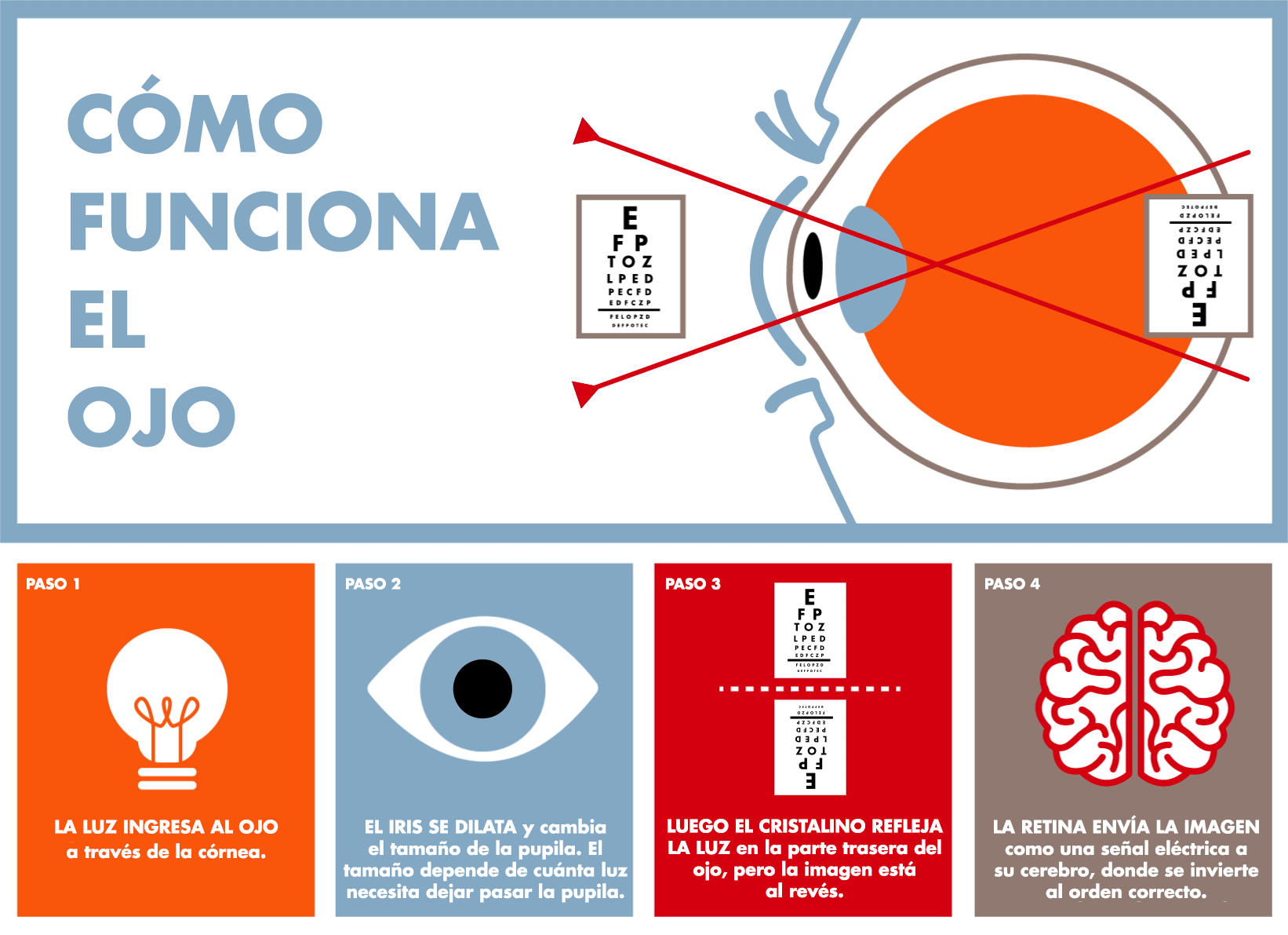 Retina La parte del ojo que invierte las imágenes.